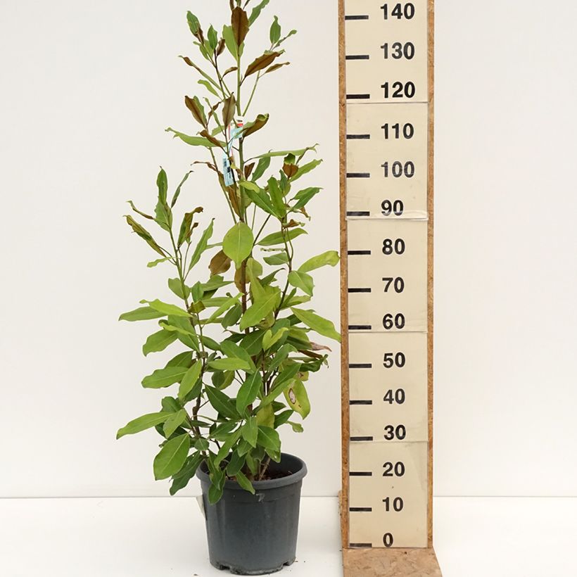 Exemplaar van Magnolia grandiflora Nana - Zuidelijke magnolia Pot van 12 l/15 l zoals geleverd in de zomer