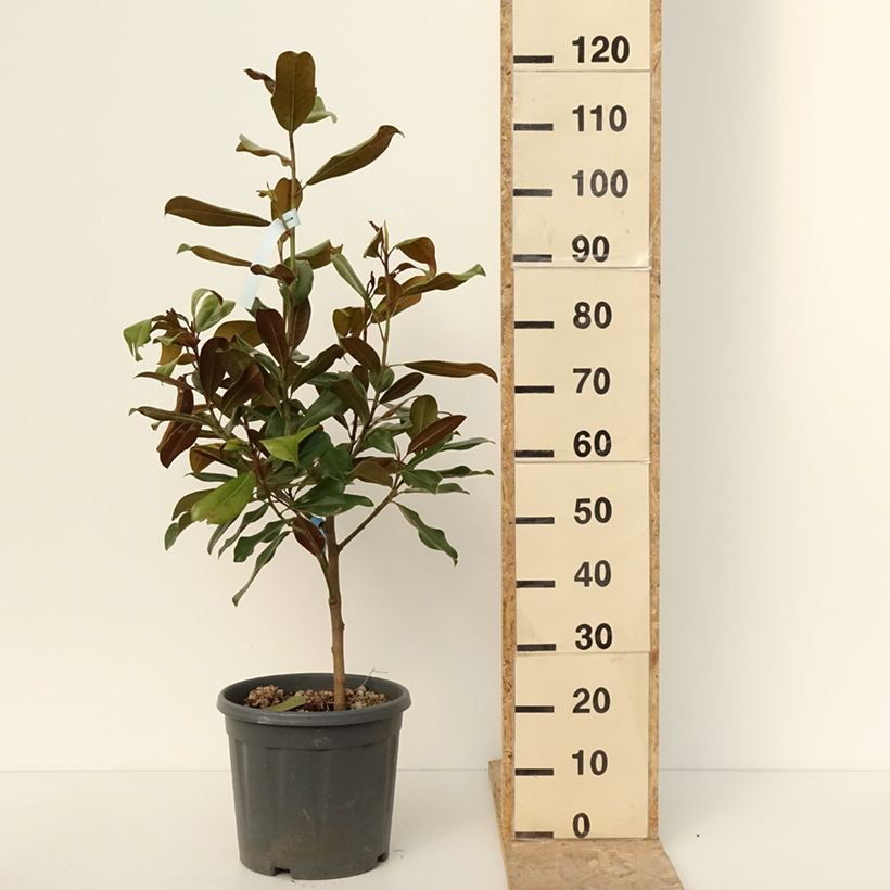 Example of Magnolia grandiflora Nana - Laurier-tulipier Pot van 12 l/15 l as you get in hiver