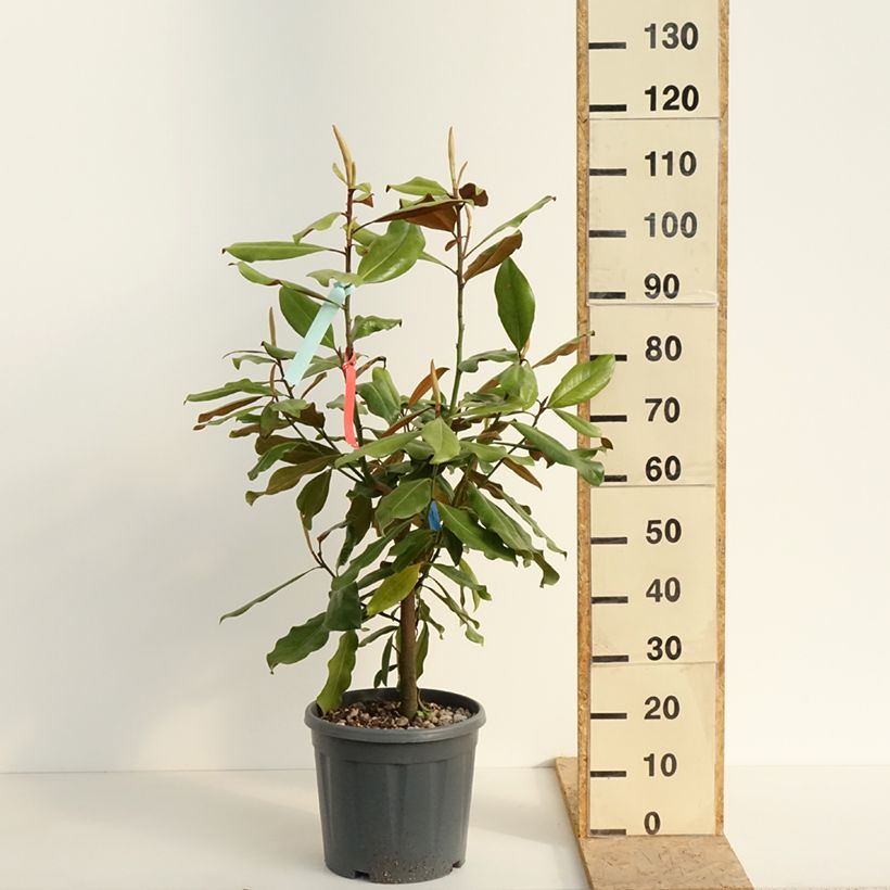 Exemplaar van Magnolia grandiflora Nana - Zuidelijke magnolia Pot van 12 l/15 l zoals geleverd in de lente