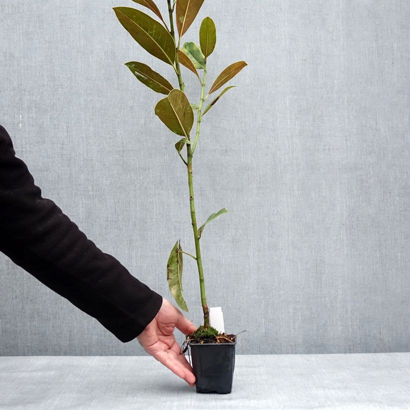 Example of Magnolia grandiflora Victoria - Laurier-tulipier Pot van 10 cm/11 cm as you get in hiver