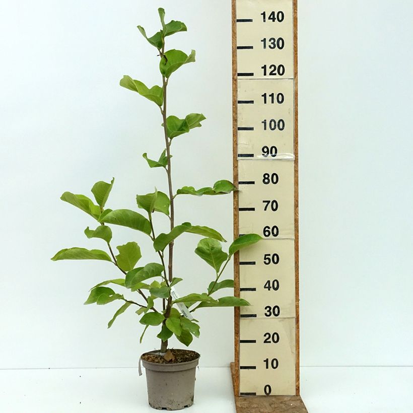 Exemplaar van Magnolia Shirazz - Beverboom Pot van 4 l/5 l zoals geleverd in de zomer