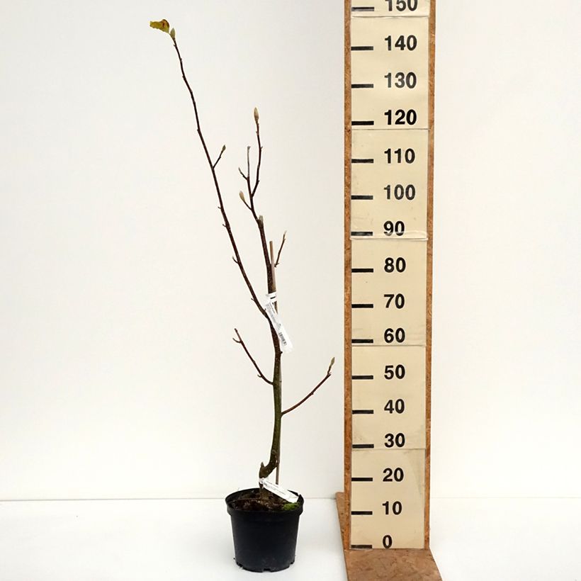 Exemplaar van Magnolia Tina durio - Beverboom Pot van 4 l/5 l zoals geleverd in de herfst
