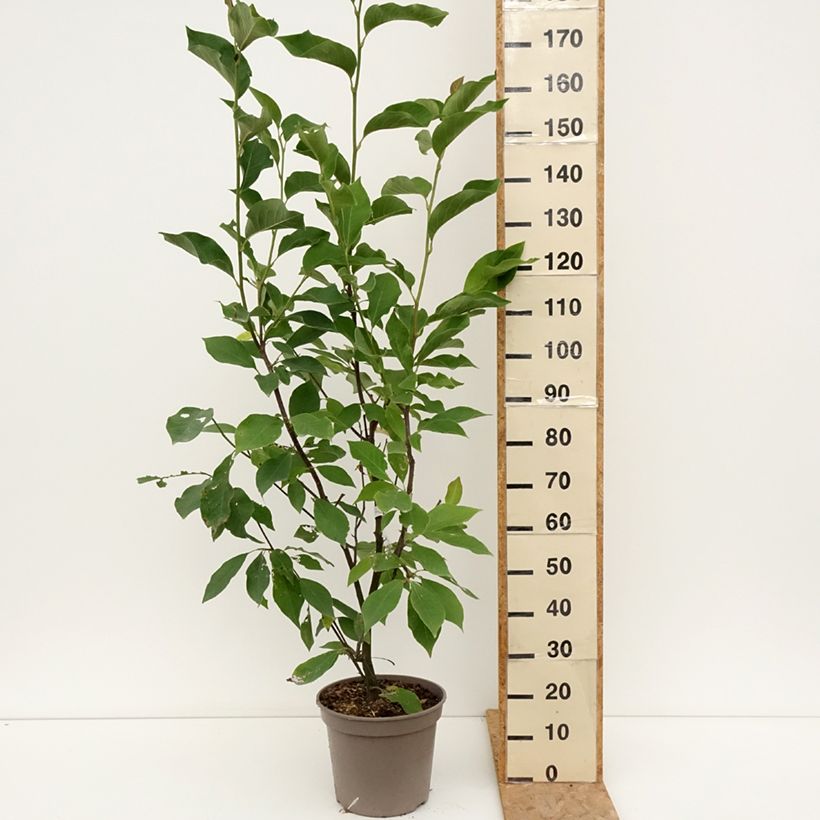 Exemplaar van Magnolia Heaven Scent - Beverboom Pot van 12 l/15 l zoals geleverd in de zomer