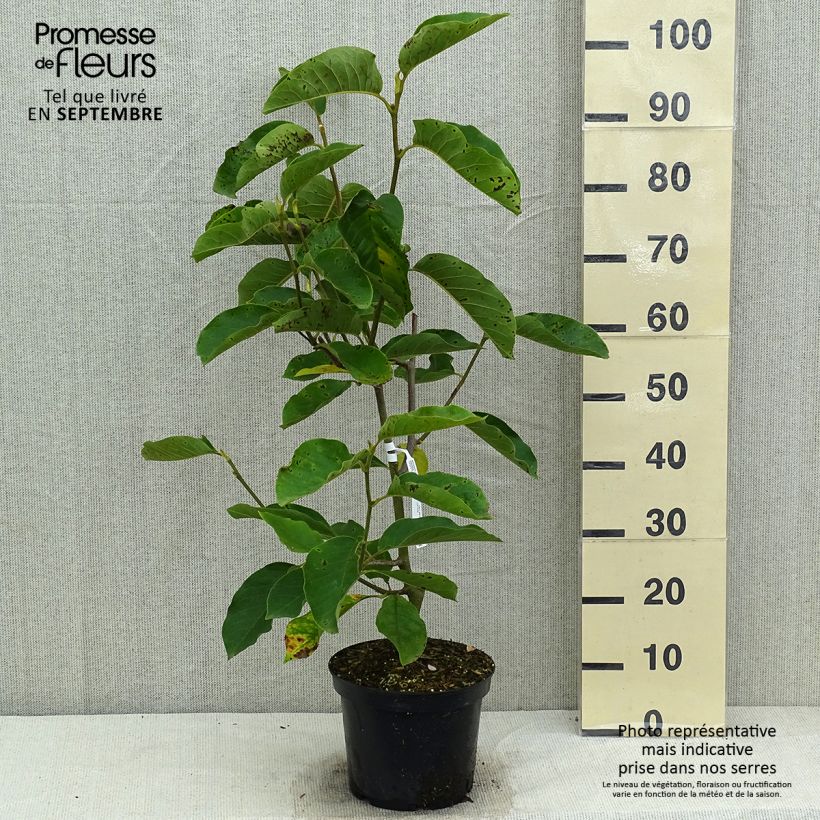 Exemplaar van Magnolia Iolanthe - Beverboom Pot van 4 l/5 l zoals geleverd in de zomer