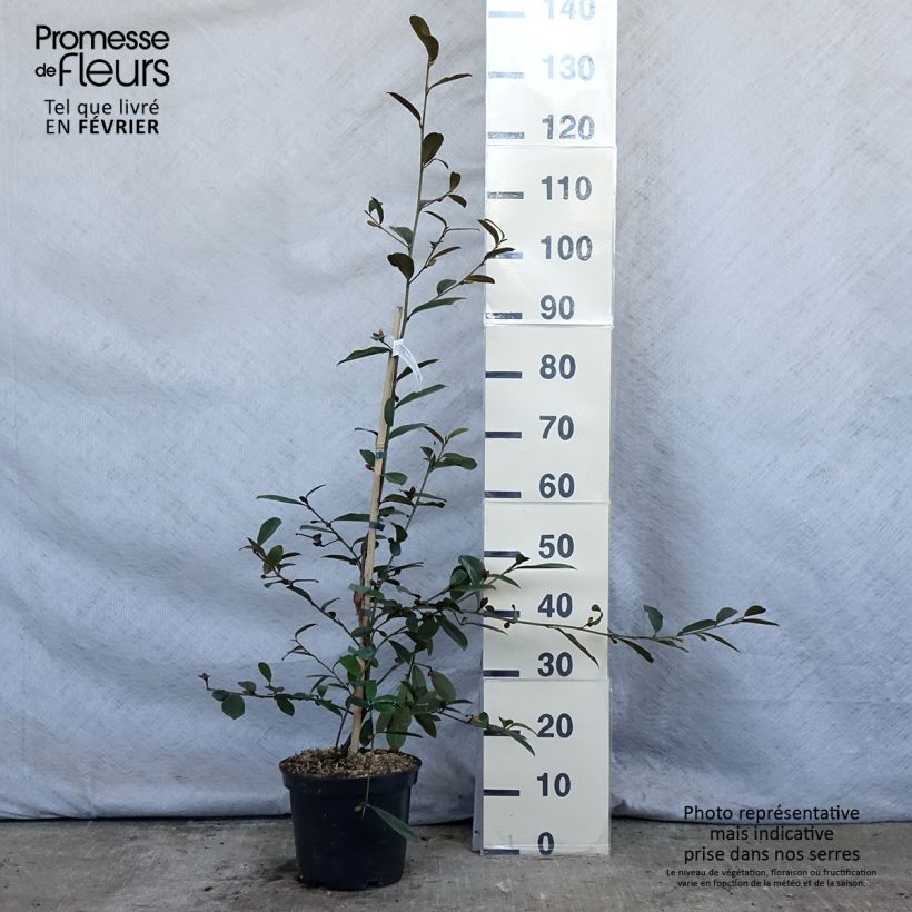 Example of Magnolia laevifolia Achteraan - Bananenstruik Pot van 4 l/5 l as you get in hiver