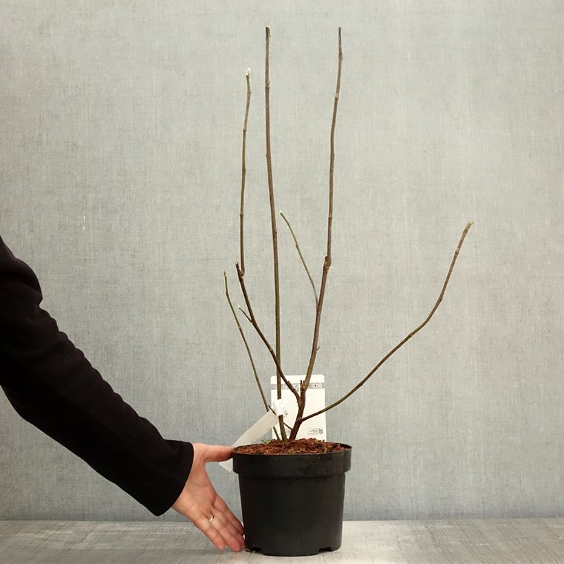 Exemplaar van Magnolia liliflora Nigra - Leliemagnolia Pot van 3 l/4 l zoals geleverd in de herfst