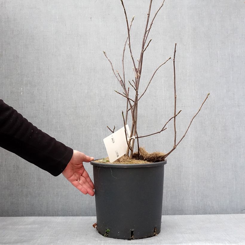 Example of Magnolia liliflora Nigra Pot van 7,5 l/10 l as you get in hiver