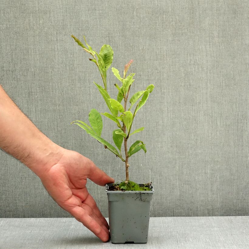 Exemplaar van Magnolia loebneri Leonard Messel - Beverboom Pot van 12 cm / 13 cm zoals geleverd in de lente