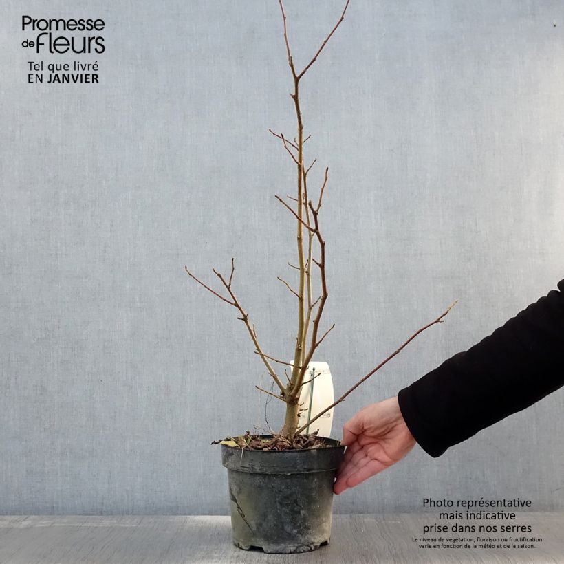 Example of Magnolia loebneri Merrill - Beverboom Pot van 3 l/4 l as you get in hiver