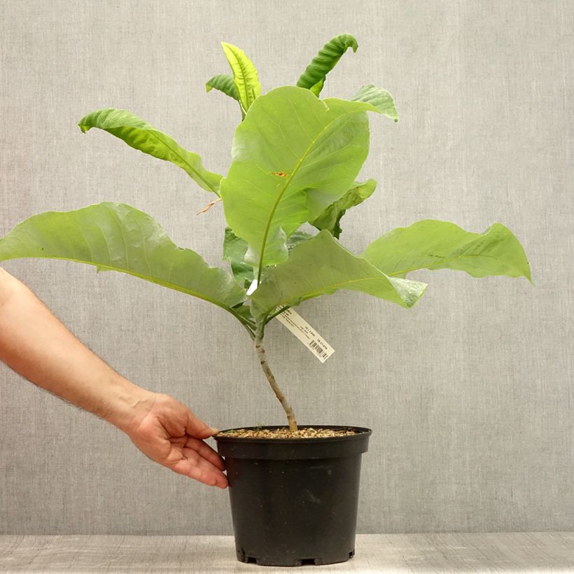 Exemplaar van Magnolia macrophylla ashei - Grootbladige magnolia Pot van 4 l/5 l zoals geleverd in de zomer