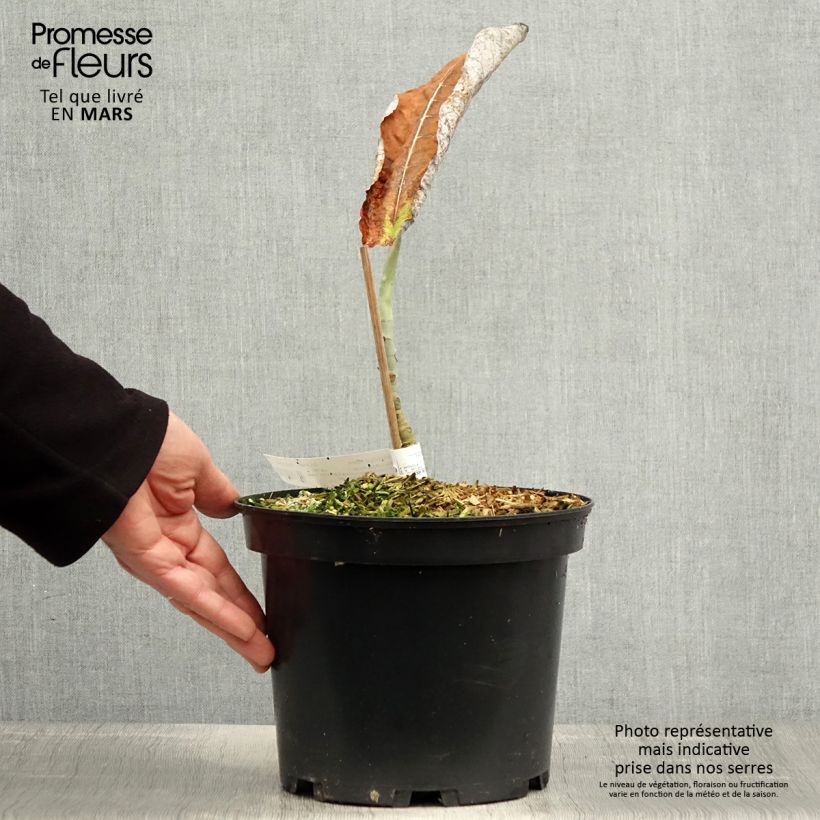 Exemplaar van Magnolia macrophylla ashei - Grootbladige magnolia Pot van 4 l/5 l zoals geleverd in de lente