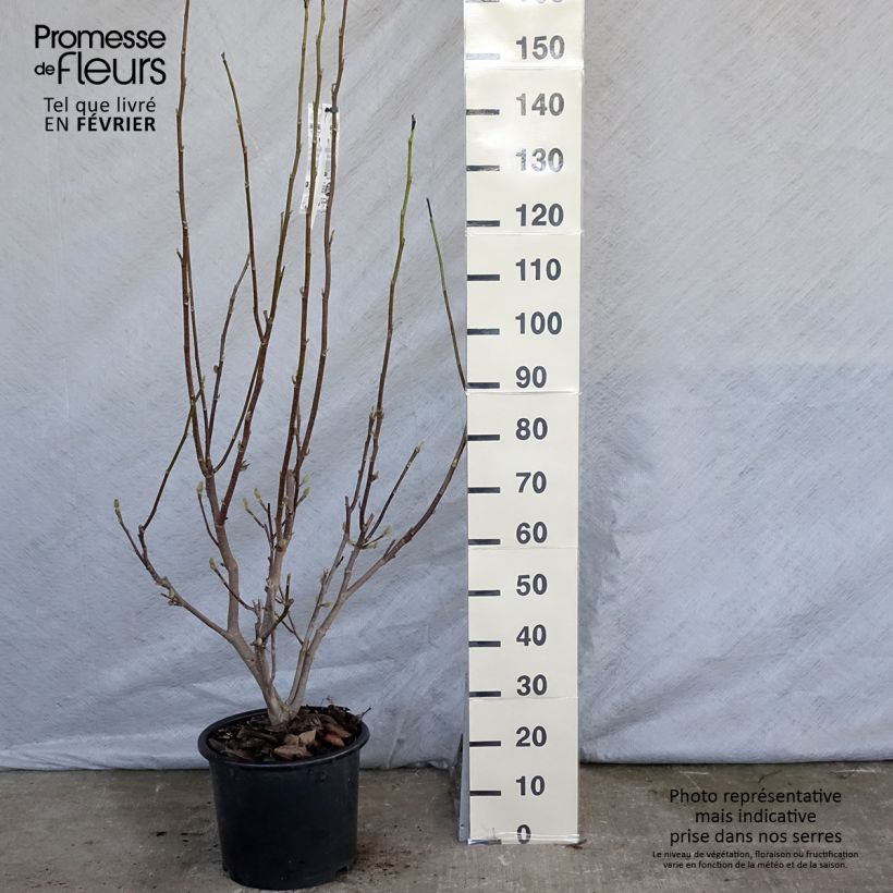 Example of Magnolia - Magnolia x soulangeana Andre Leroy Pot van 7,5 l/10 l as you get in hiver