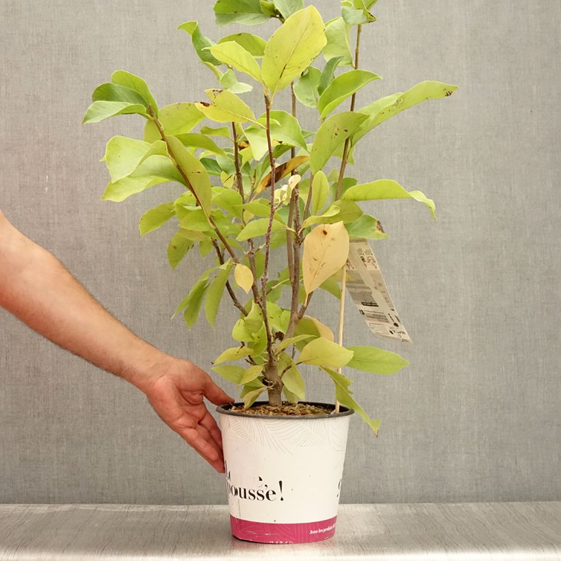 Exemplaar van Magnolia Andre Leroy - Gewone magnolia Pot van 4 l/5 l zoals geleverd in de zomer