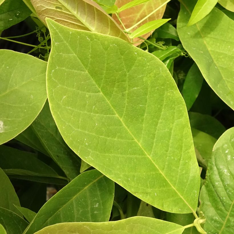 Magnolia Manchu Fan - Beverboom (Blad)