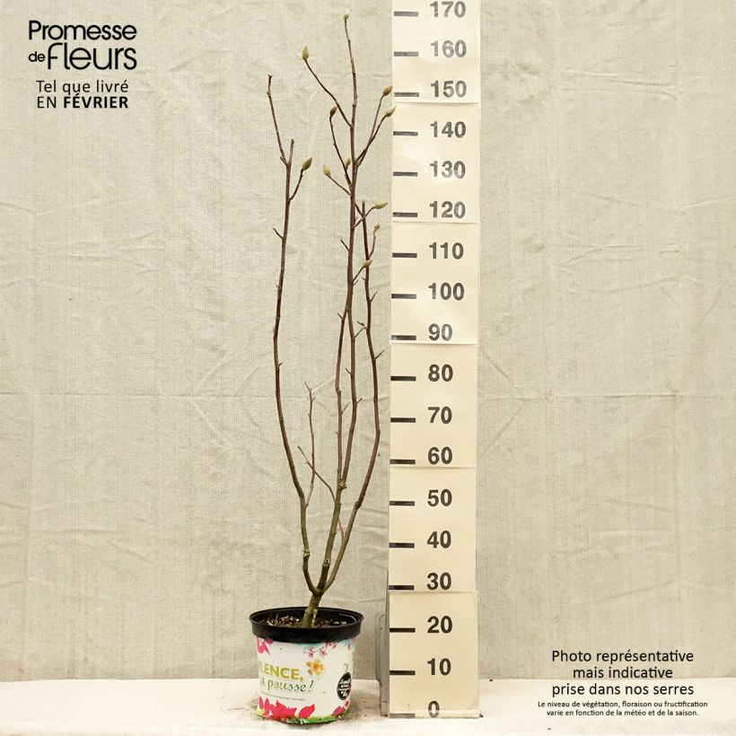 Example of Magnolia Manchu Fan Pot van 7,5 l/10 l as you get in hiver