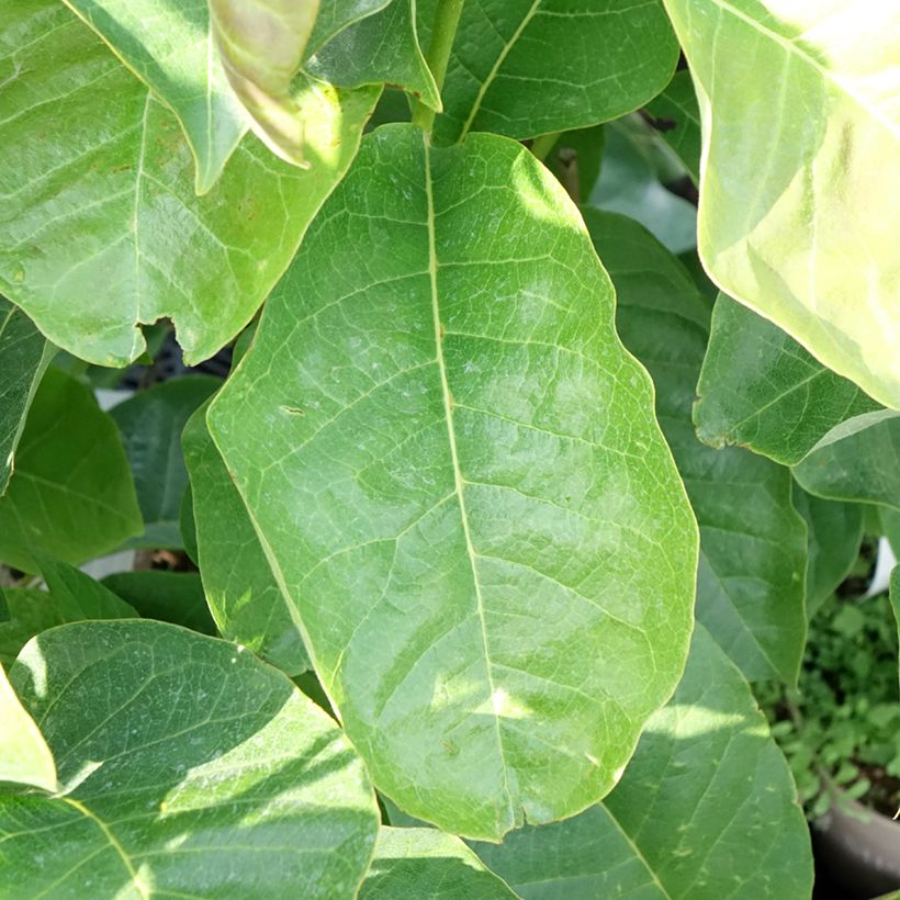 Magnolia Meganolia - Gewone magnolia (Blad)