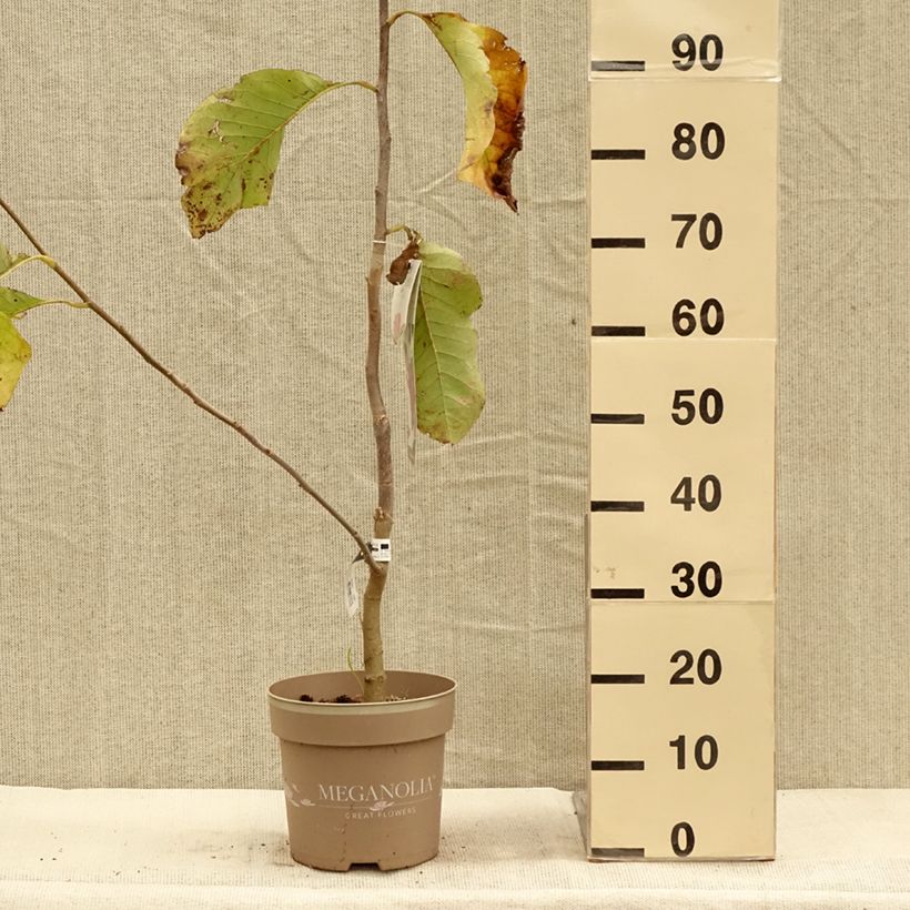 Exemplaar van Magnolia Meganolia - Gewone magnolia Pot van 4 l/5 l zoals geleverd in de herfst