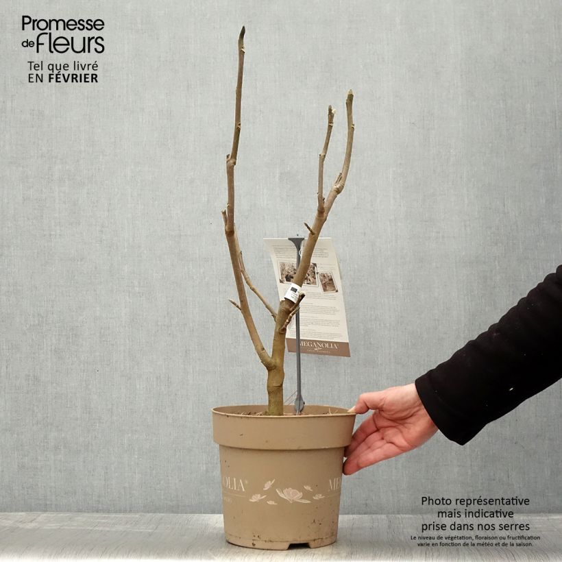 Example of Magnolia Meganolia - Gewone magnolia Pot van 4 l/5 l as you get in hiver