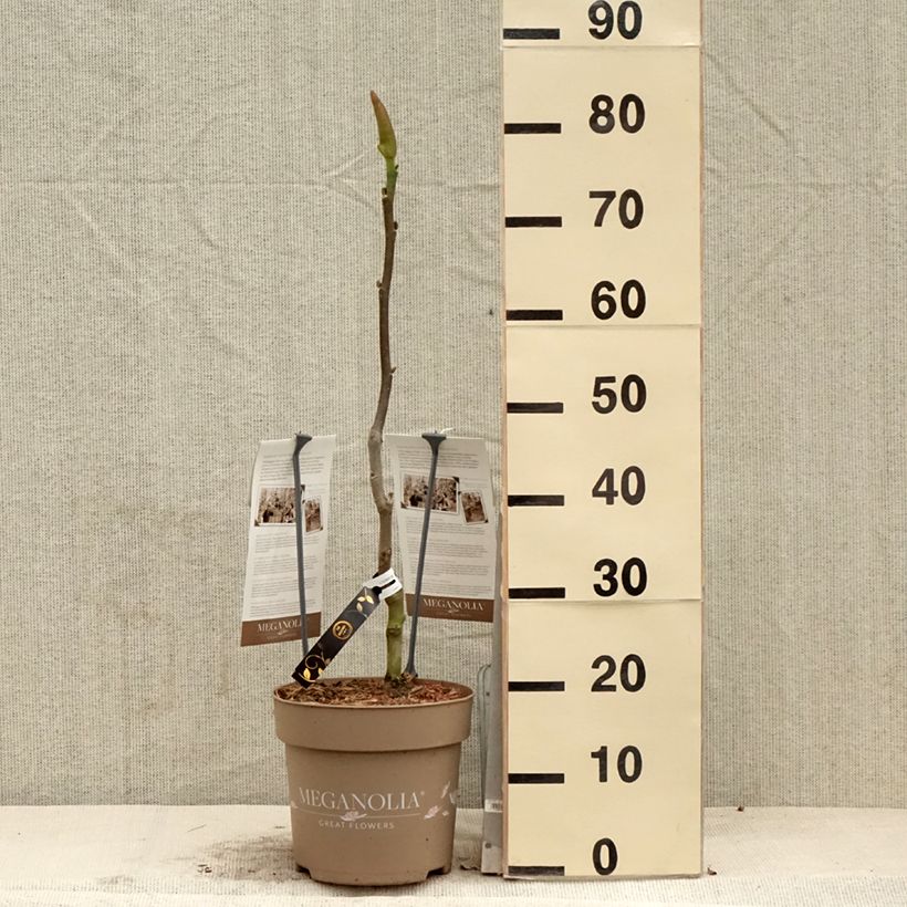 Exemplaar van Magnolia Meganolia - Gewone magnolia Pot van 4 l/5 l zoals geleverd in de lente
