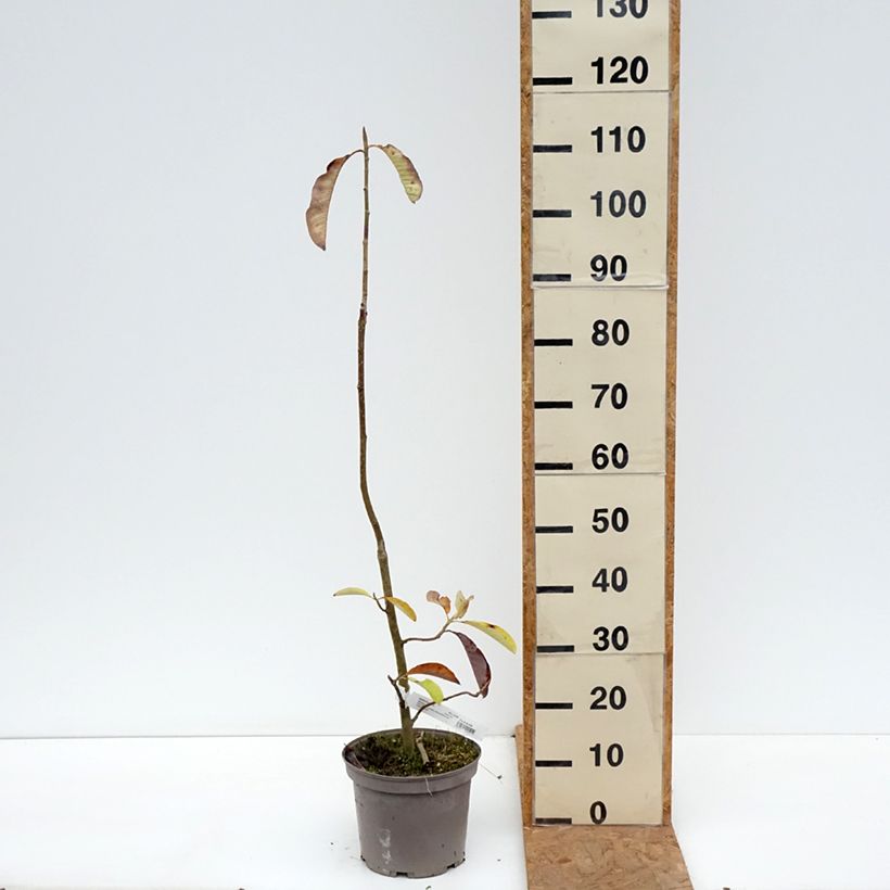 Exemplaar van Magnolia officinalis - Chinese kransmagnolia Pot van 4 l/5 l zoals geleverd in de herfst