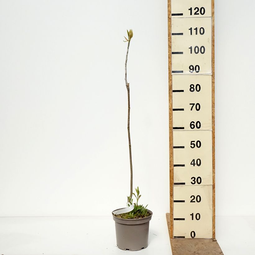 Exemplaar van Magnolia officinalis - Chinese kransmagnolia Pot van 4 l/5 l zoals geleverd in de lente
