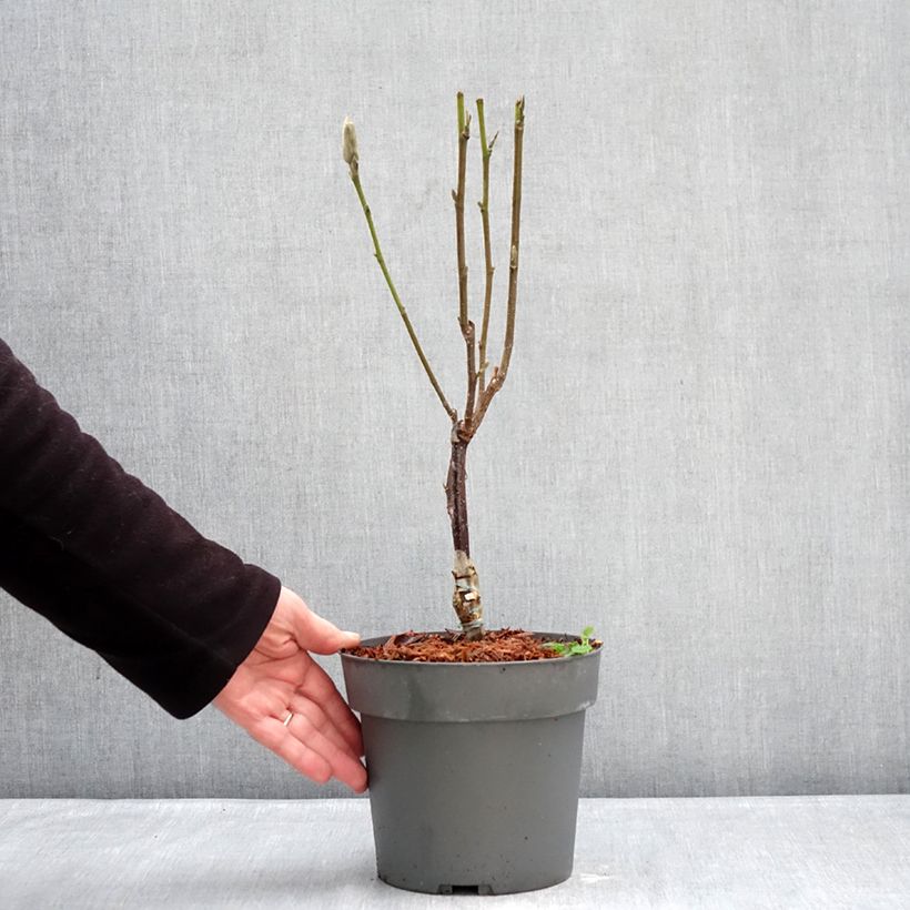 Exemplaar van Magnolia Pink Pyramid - Beverboom Pot van 3 l/4 l zoals geleverd in de winter