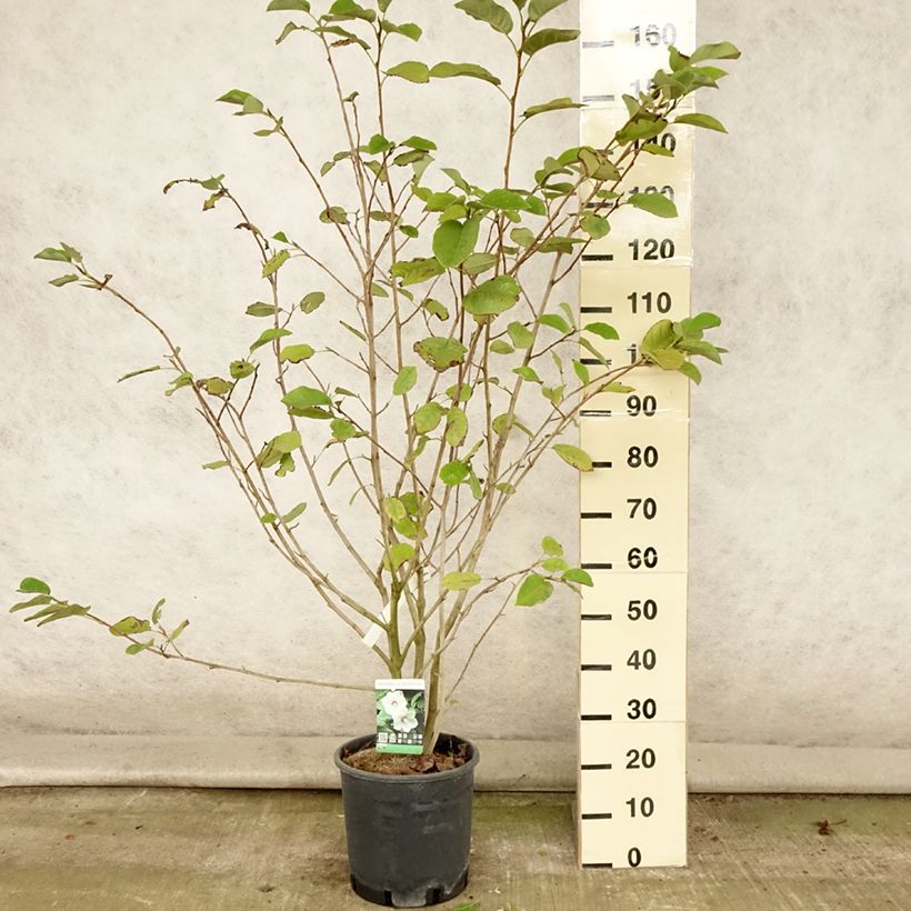 Exemplaar van Magnolia sieboldii - Beverboom Pot van 12 l/15 l zoals geleverd in de zomer