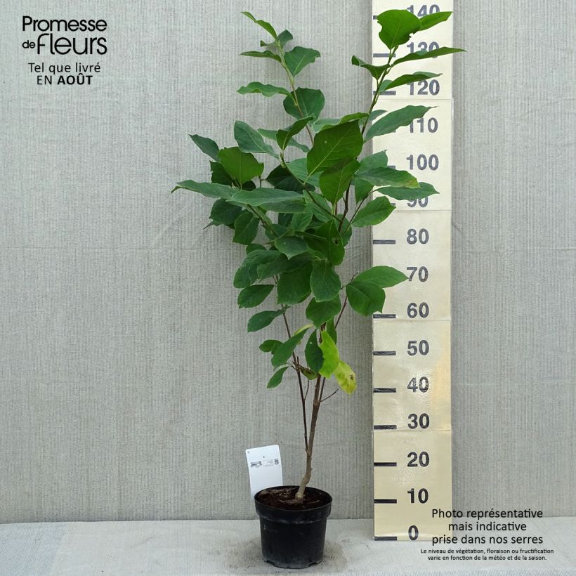 Exemplaar van Magnolia soulangeana Alba Superba - Gewone magnolia Pot van 3 l/4 l zoals geleverd in de zomer