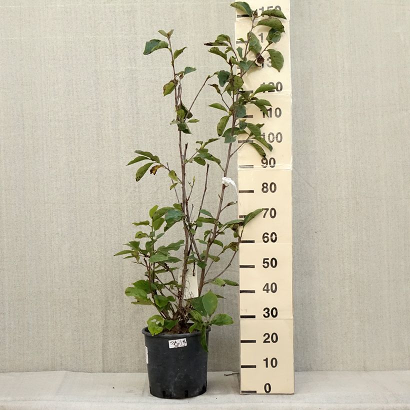 Exemplaar van Magnolia soulangeana Alba Superba - Gewone magnolia Pot van 6 l/7 l zoals geleverd in de herfst
