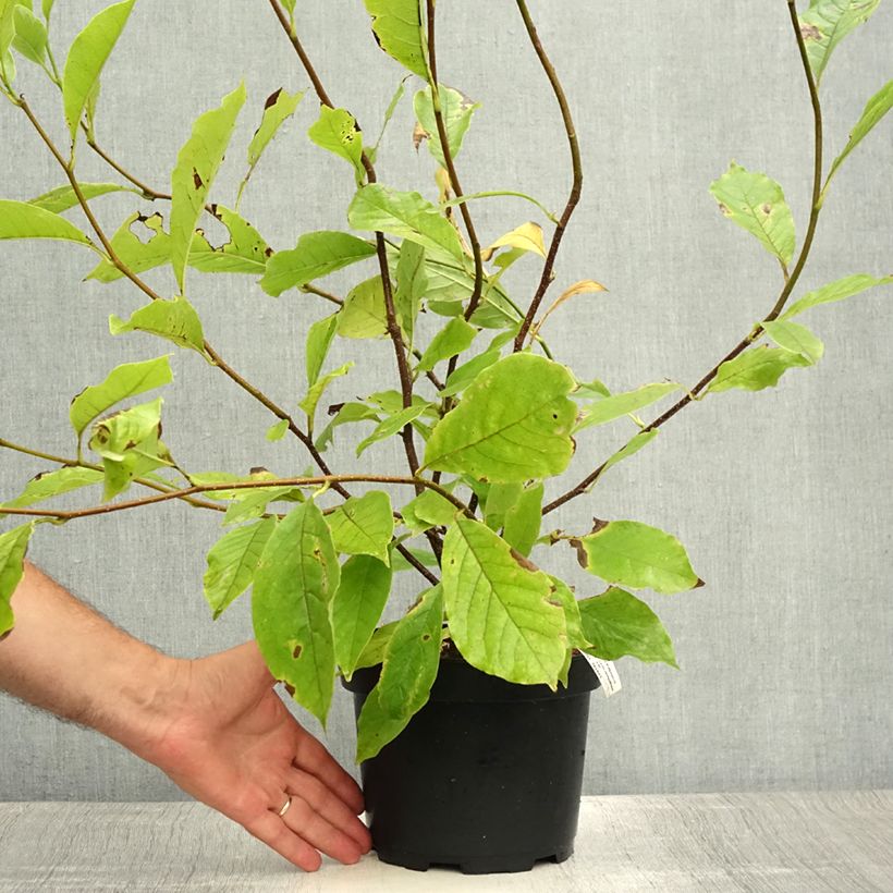 Exemplaar van Magnolia soulangeana - Gewone magnolia Pot van 3 l/4 l zoals geleverd in de zomer