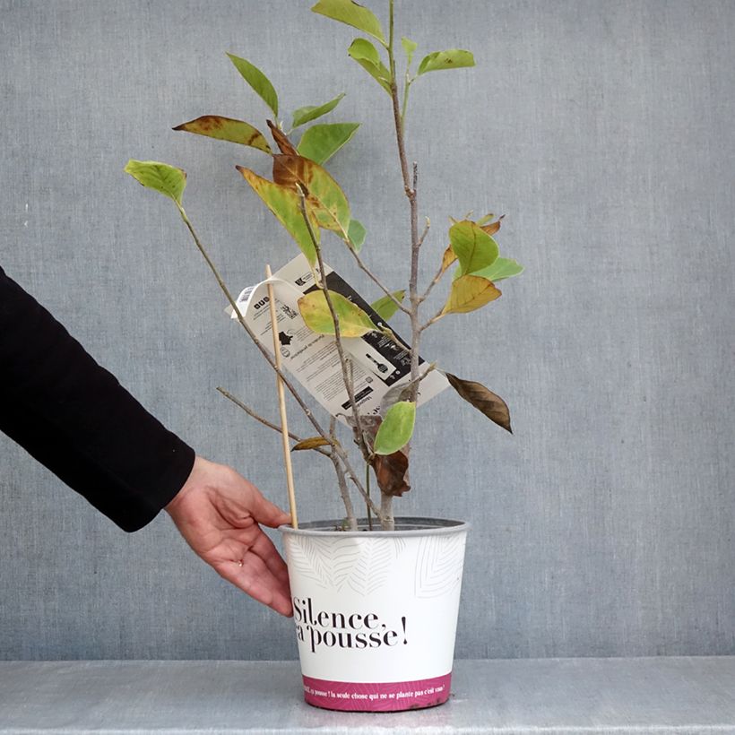 Exemplaar van Magnolia soulangeana Rustica Rubra - Gewone magnolia Pot van 3 l/4 l zoals geleverd in de herfst