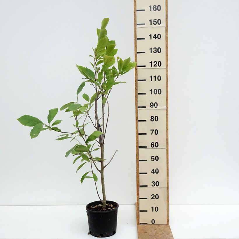 Exemplaar van Magnolia soulangeana Rustica Rubra - Gewone magnolia Pot van 7,5 l/10 l zoals geleverd in de zomer