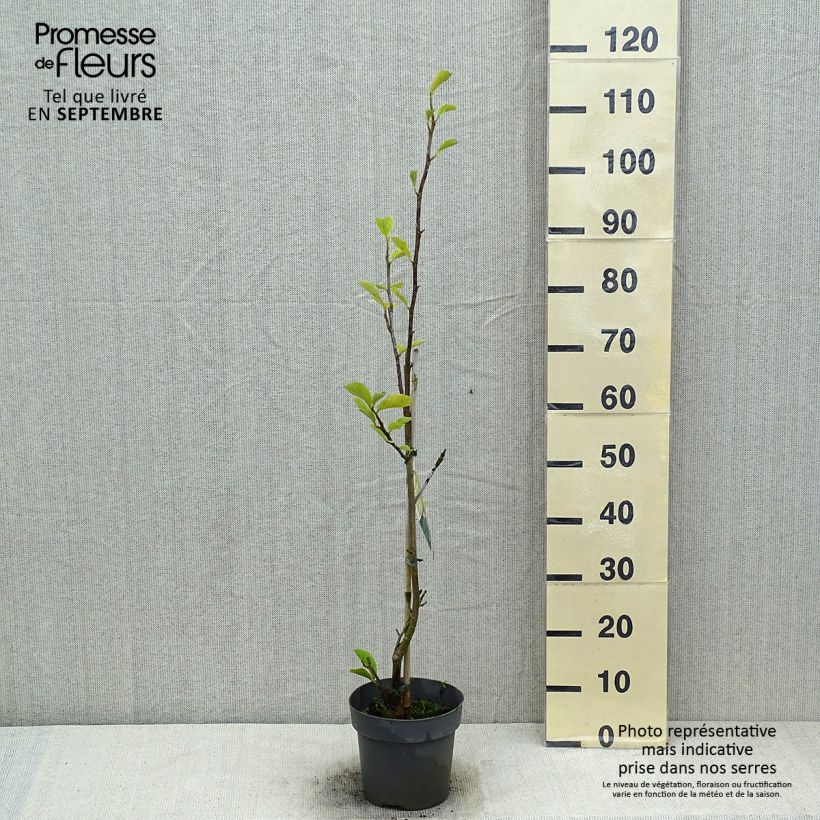 Exemplaar van Magnolia soulangeana Satisfaction - Gewone magnolia Pot van 2 l/3 l zoals geleverd in de zomer