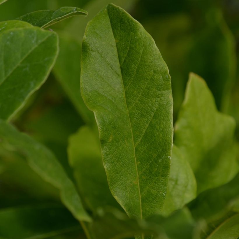 Magnolia stellata - Stermagnolia (Foliage)