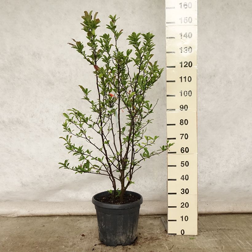Exemplaar van Magnolia stellata - Stermagnolia Pot van 20 l/25 l zoals geleverd in de zomer