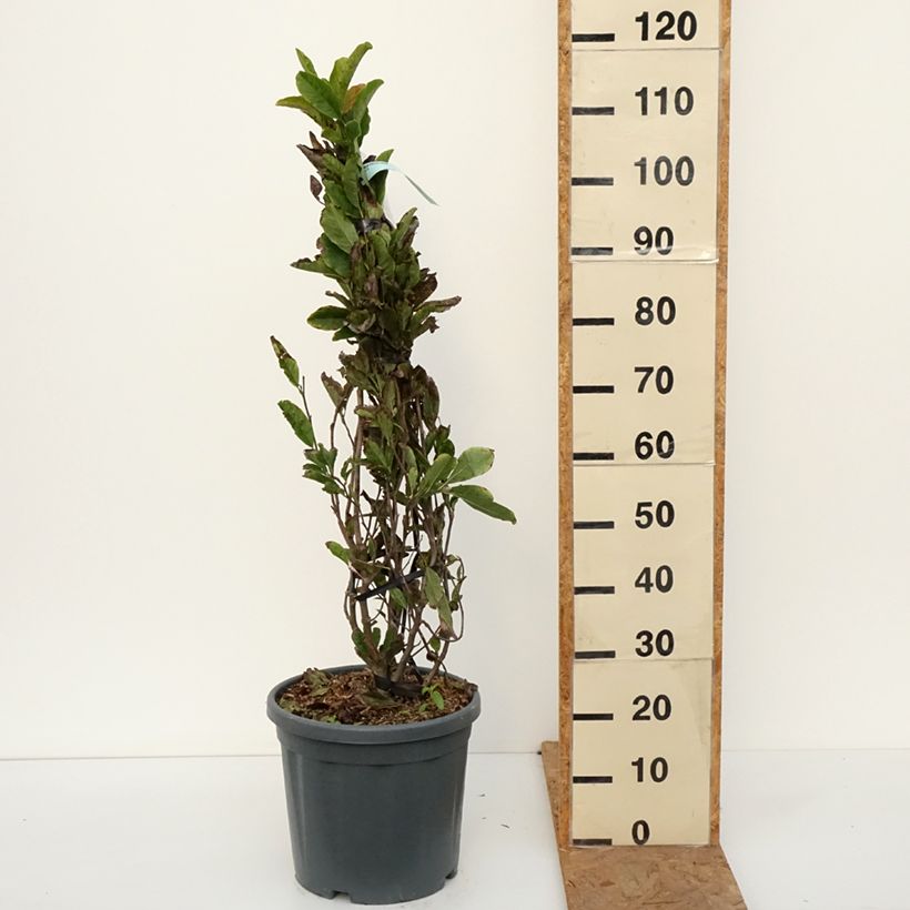 Example of Magnolia stellata Rosea - Magnolia étoilé Pot van 18 l/20 l as you get in automne