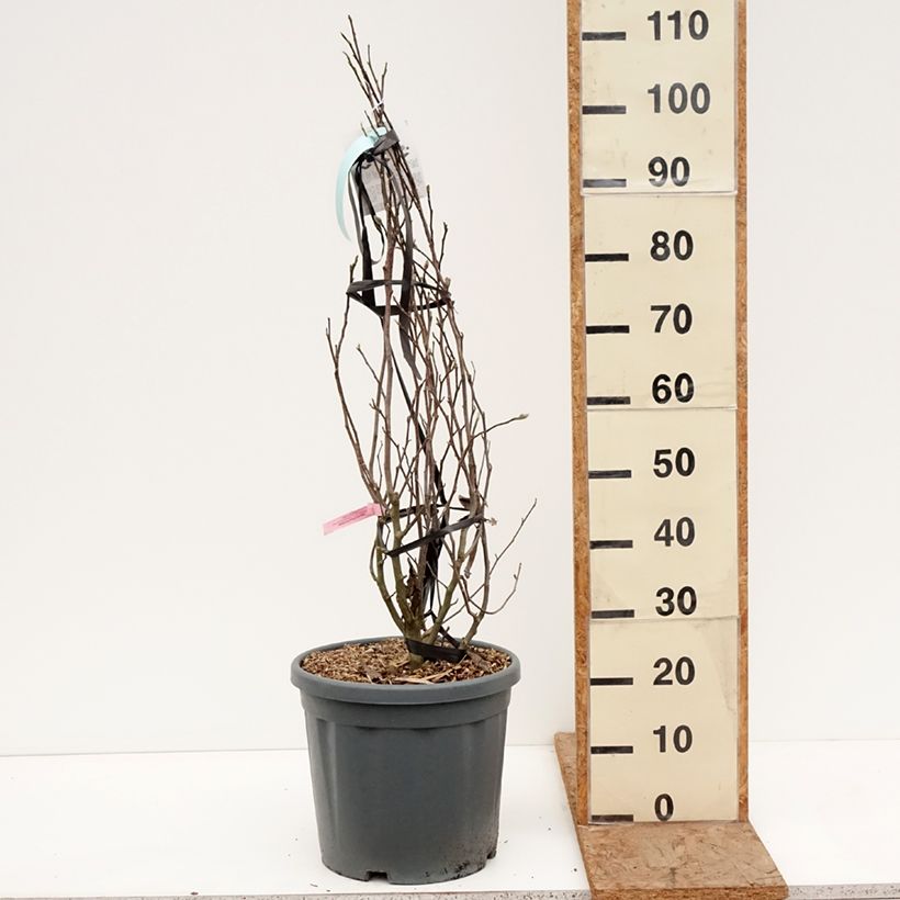 Exemplaar van Magnolia stellata Rosea - Stermagnolia Pot van 18 l/20 l zoals geleverd in de winter