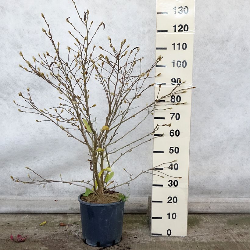 Exemplaar van Magnolia stellata Royal Star - Stermagnolia Pot van 12 l/15 l zoals geleverd in de herfst