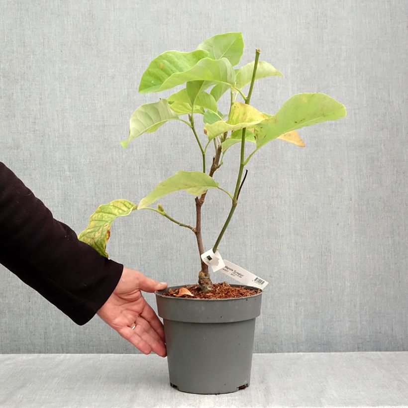 Exemplaar van Magnolia Sunsation - Beverboom Pot van 3 l/4 l zoals geleverd in de herfst