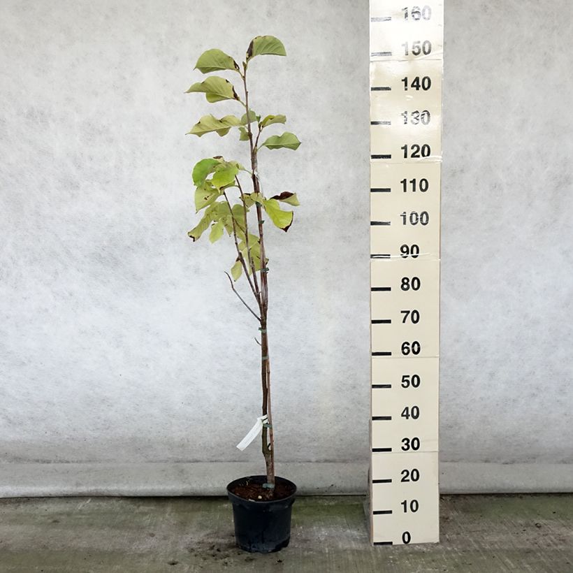 Exemplaar van Magnolia Sunsation - Beverboom Pot van 3 l/4 l zoals geleverd in de zomer
