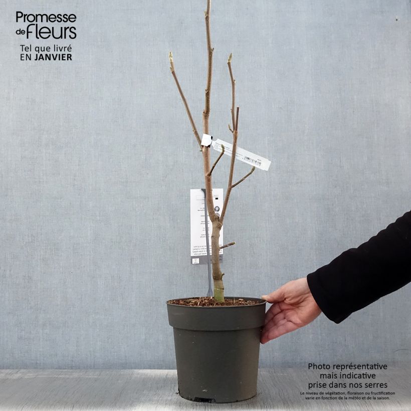 Example of Magnolia Sunsation Pot van 3 l/4 l as you get in hiver