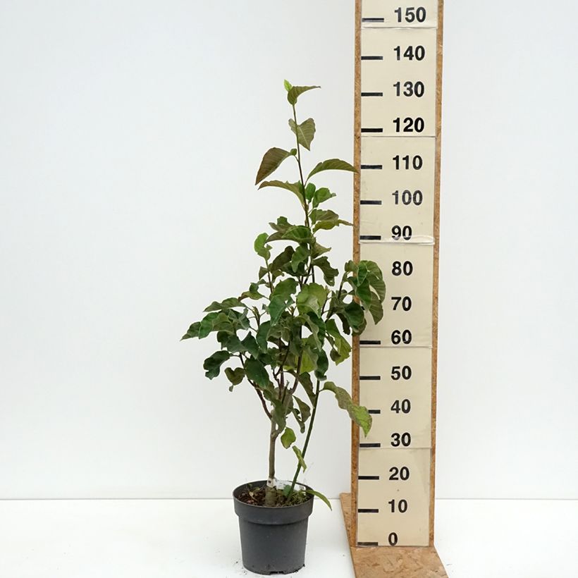 Example of Magnolia Sunspire Pot van 6 l/7 l as you get in ete