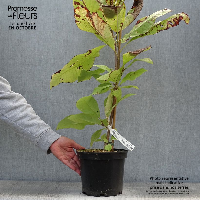 Exemplaar van Magnolia tripetala - Westerse magnolia Pot van 3 l/4 l zoals geleverd in de herfst