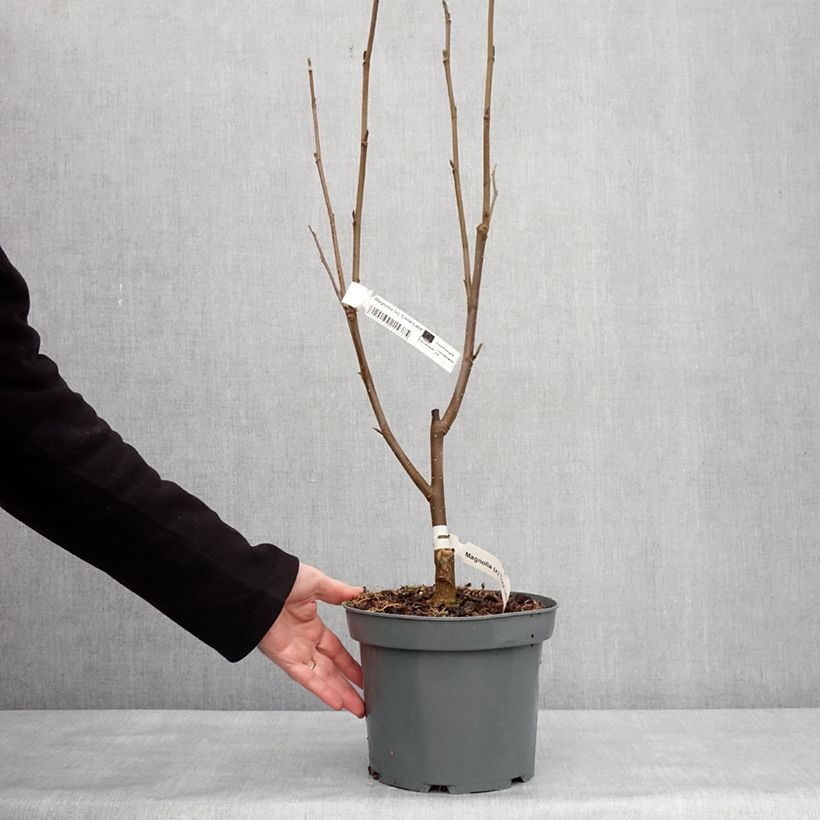 Example of Magnolia x Coral Lake Pot van 3 l/4 l as you get in hiver