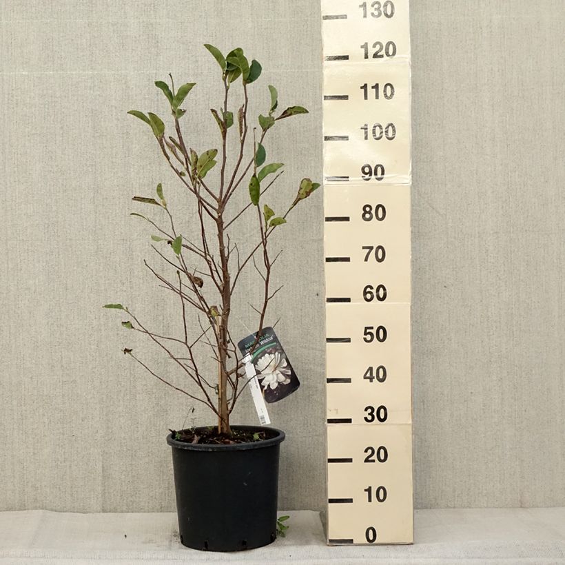 Exemplaar van Magnolia loebneri Wildcat - Beverboom Pot van 6 l/7 l zoals geleverd in de herfst