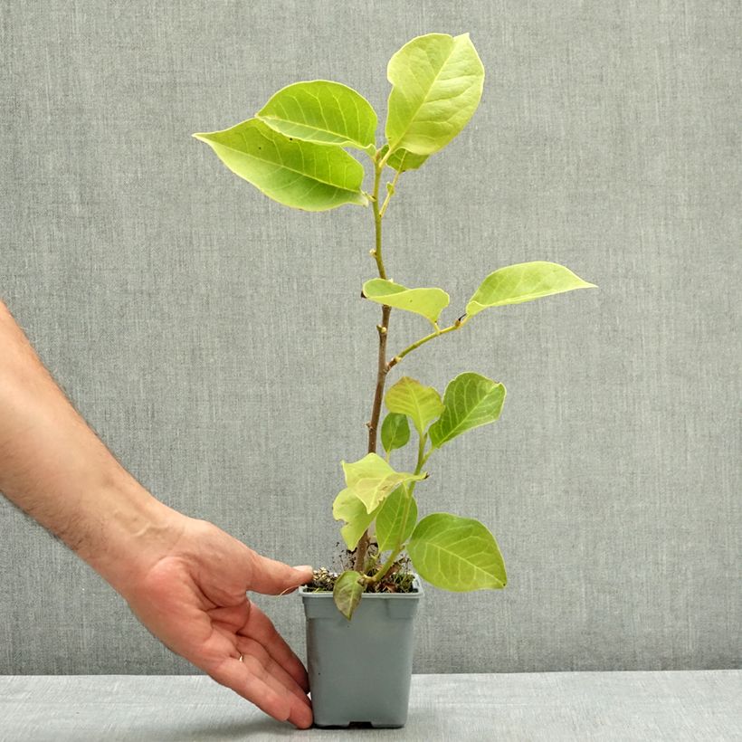 Exemplaar van Magnolia x soulangeana Cameo  Pot de 12 cm / 13 cm zoals geleverd in de zomer