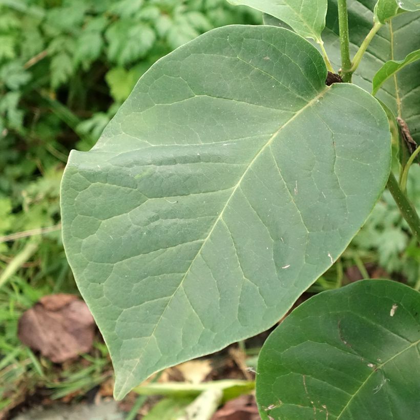 Magnolia soulangeana Cameo - Gewone magnolia (Blad)