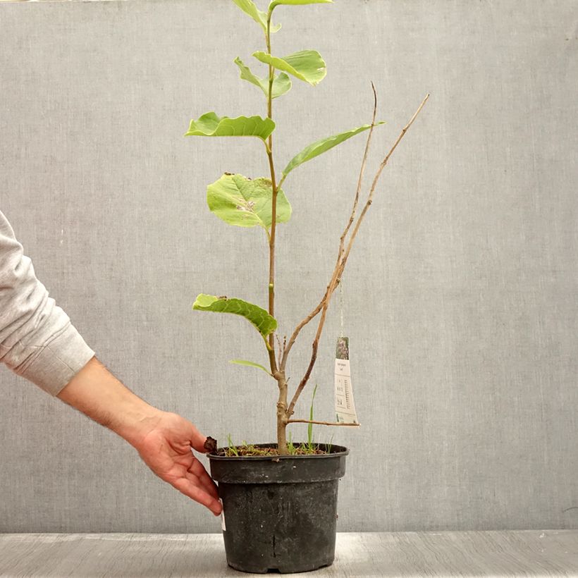 Exemplaar van Magnolia soulangeana Lennei - Gewone magnolia Pot van 4 l/5 l zoals geleverd in de herfst