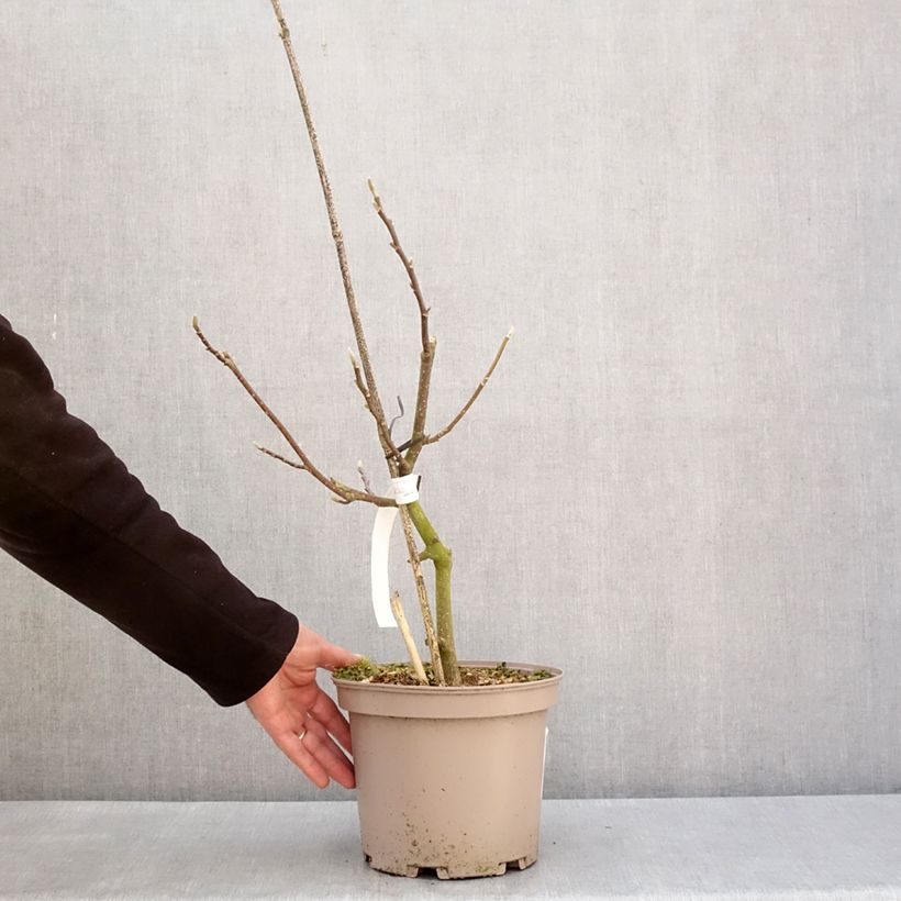 Example of Magnolia Picture Superba - Gewone magnolia Pot van 4 l/5 l as you get in hiver