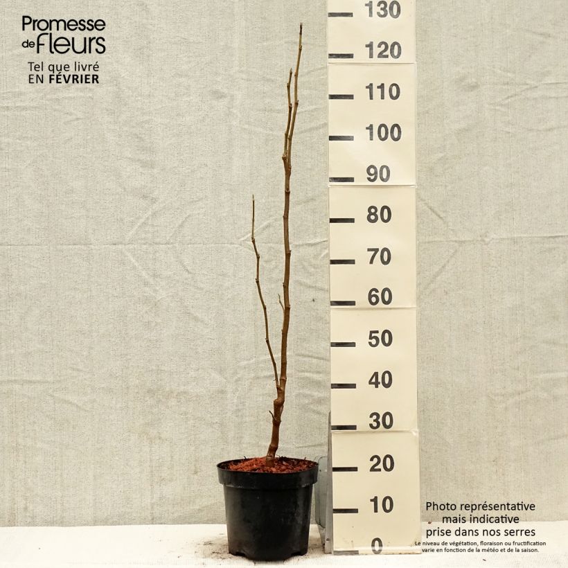 Example of Magnolia Yellow Lantern Pot van 6 l/7 l as you get in hiver